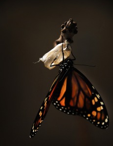butterfly-pixabay